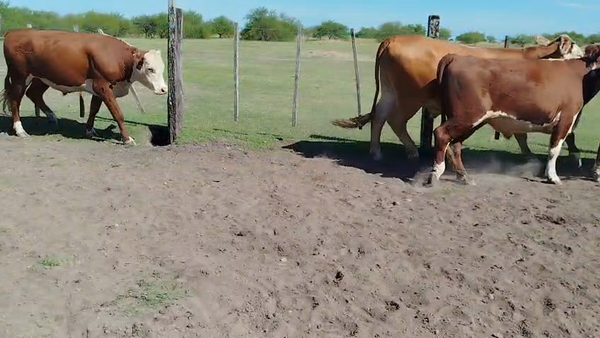 Lote 35 Novillos en Corrientes, Curuzu Cuatia