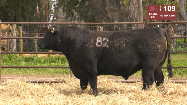 82 1209 — TOROS ANGUS NEGROS  PC