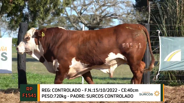 Lote TOROS BRAFORD 2022