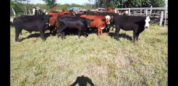 Lote 27 Vaquillonas en Villaguay, Entre Ríos