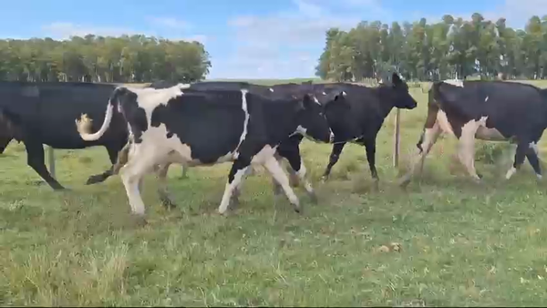 Lote VACAS DE INVERNADA