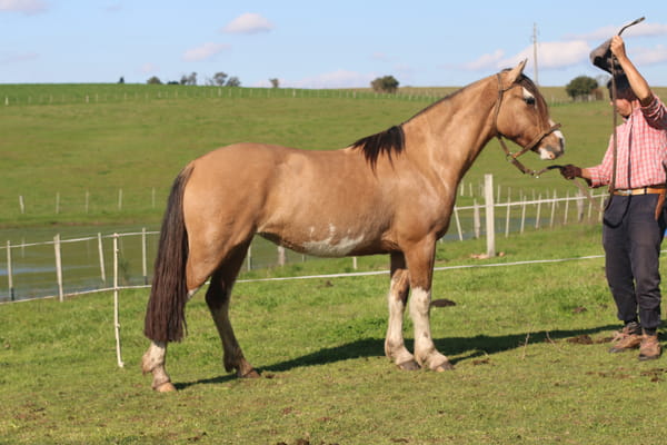 Lote LLAMARADA DEL CONVENTOS