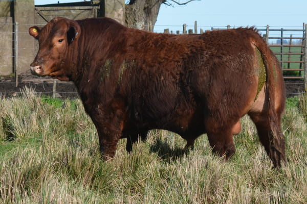 492 — Toros PC