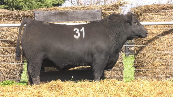 31 -  40332N — TOROS ANGUS PURO CONTROLADO
