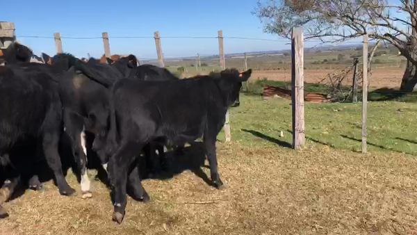 Lote 14 Terneros angus y cruza