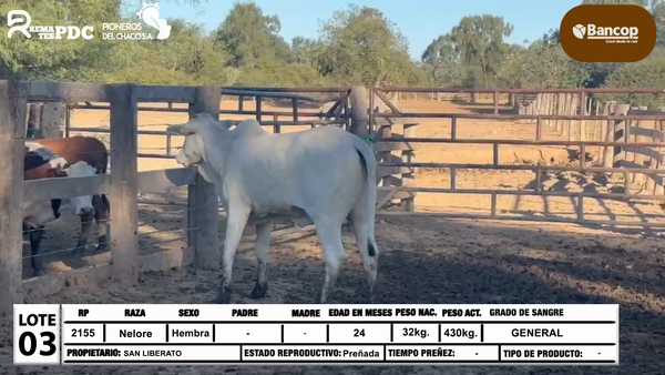 Lote Lote 3