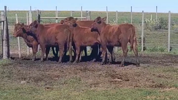 Lote 8 Terneras ANGUS 200kg -  en AGRACIADA