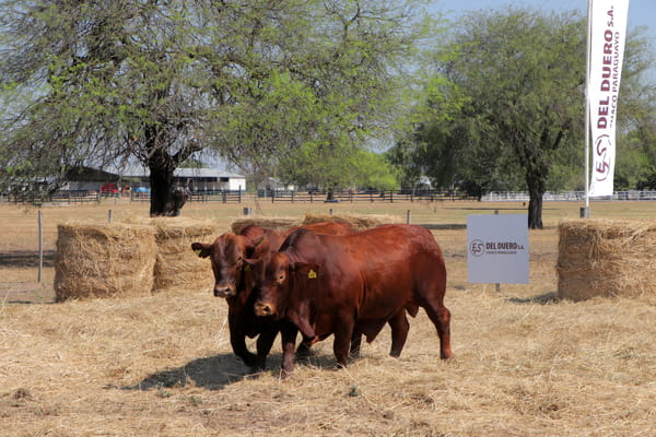 Lote TOROS