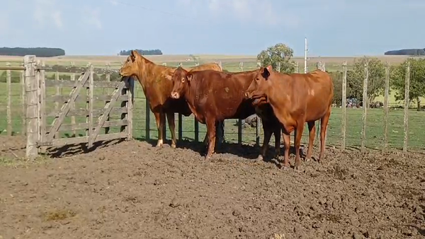 Lote (Vendido)3 Vaquillonas 1 a 2 años RA 420kg -  en COQUIMBO