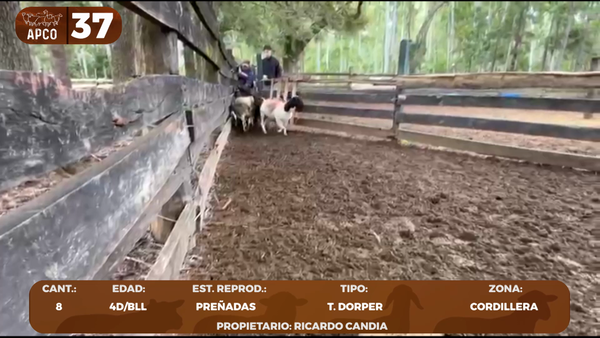 Lote LOTE 37 -POR PANTALLA