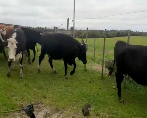 Lote 23 Vaquillonas Vacas Preñadas 400kg - , San José