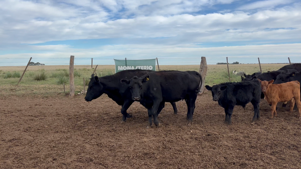 Lote 20 Vacas con Cría en Unanue