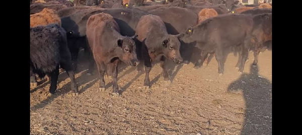 Lote 124 Terneros en Villaguay, Entre Ríos