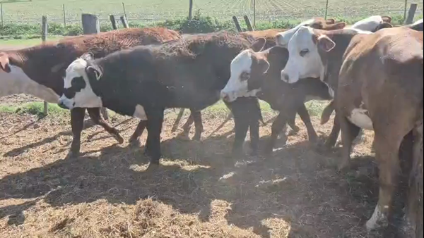 Lote 50 Terneros/as Cruza en Sunchales, Santa Fe