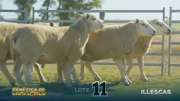 Lote LOTE 11