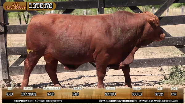 Lote LOTE 170 - POR PANTALLA