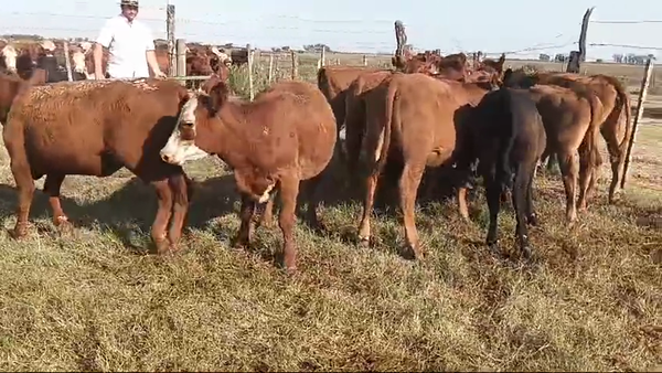 Lote 13 Terneros/as