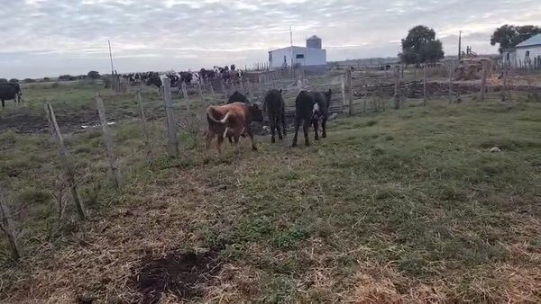 Lote 4 Terneras, San José