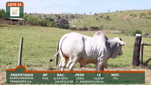 Lote 2P PRIMAVERA