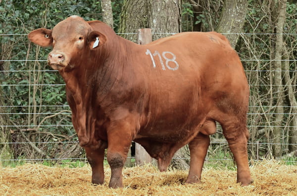 2212 — TOROS BRANGUS