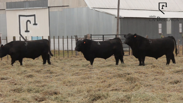 Lote TOROS PUROS CONTROLADOS