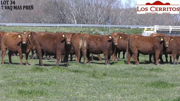 Lote VAQUILLONAS PREÑADAS