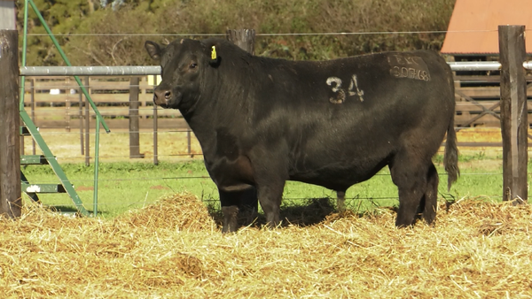 Lote TOROS ANGUS PURO CONTROLADO
