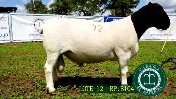 Lote RP B104