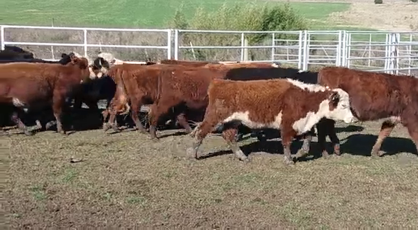 Lote 31 Terneros CRUZAS CARNICERAS 180kg -  en PICADA BENITEZ