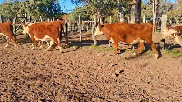 Lote VACAS