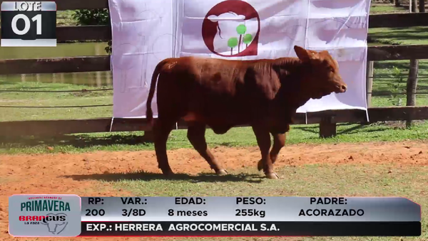 Lote LOTE 1