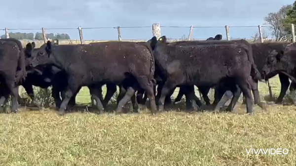 Lote 63 Terneros en Dolores, Buenos Aires