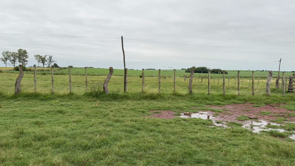 Lote NOVILLOS 1 a 2 AÑOS