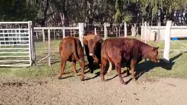 Lote VAQUILLONAS GORDAS