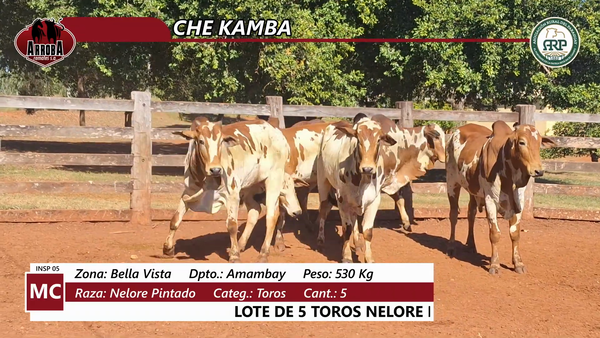 Lote CHE KAMBA