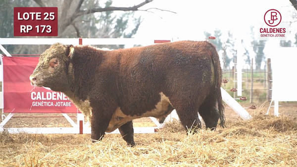 Lote Toro PR