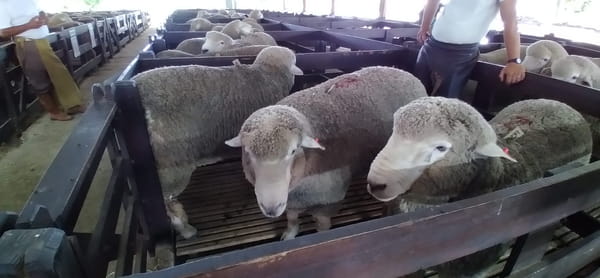 Lote 3 borregos pedigree 2dts planteleros