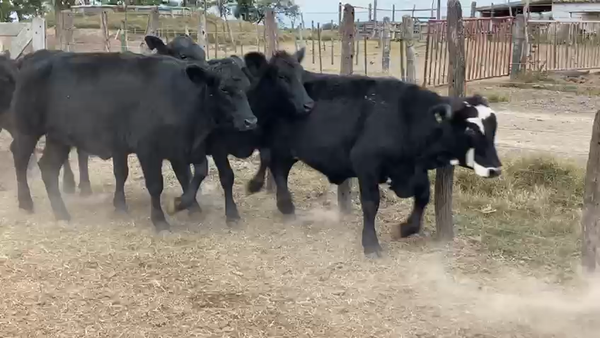Lote 34 Vaquillonas Brangus en Cuatro Bocas, Santiago del Estero