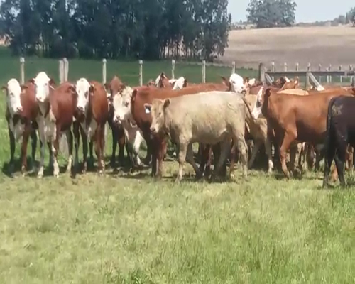 Lote (Vendido)37 Novillos BRAF 380kg -  en MENDAÑA