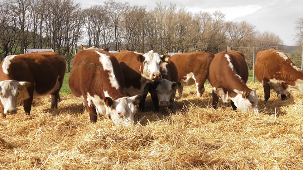 Lote VACAS P.HEREFORD PARICIÓN PRIMAVERA CABAÑA HUAICO MUN