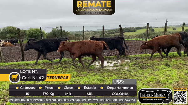 Lote 14 Terneras en Colonia