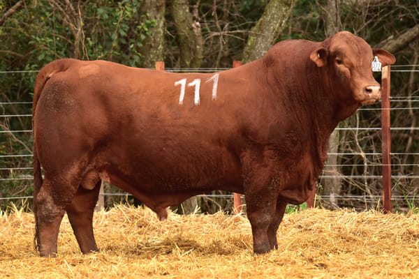 Lote TOROS BRANGUS