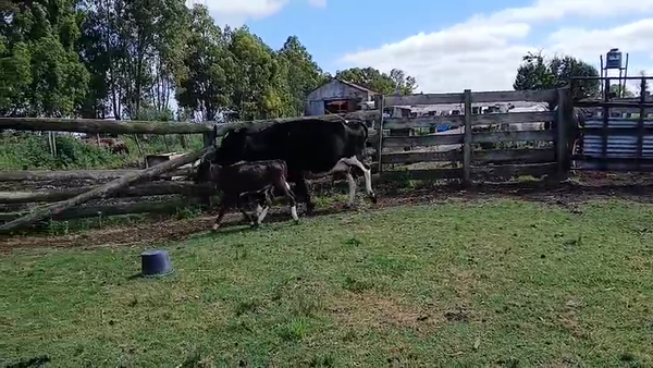 Lote Vaquillonas  450kg - , San José