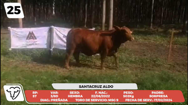 Lote LOTE 25
