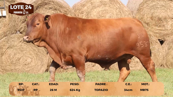 Lote LOTE 24