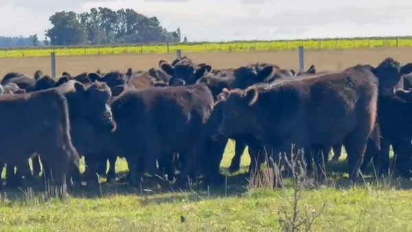 Lote 100 Macho Entero Joven