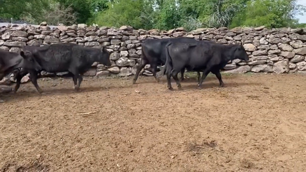 Lote Vacas de Invernada