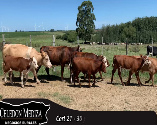 Lote (Vendido)30 Piezas de cría 7 TRIPLE CRUZA (SH X HE X NO),  2 RA,  2 HO X AA,  1 HE X CH,  1 HE Y 2 NO 408kg - , Colonia