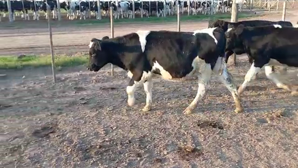 Lote 12 Novillitos Holando Argentino en Porteña, Córdoba