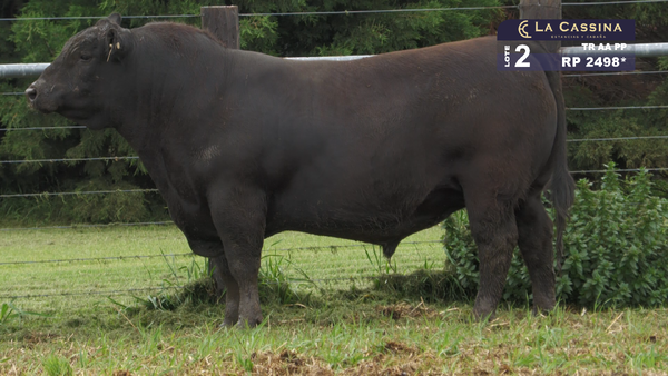 Lote TORO ABERDEEN ANGUS PURO PEDIGREE